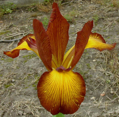 Adobe Sunset spuria Iris chapmaniris.com