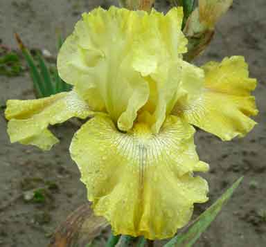 Again And Again TB Iris