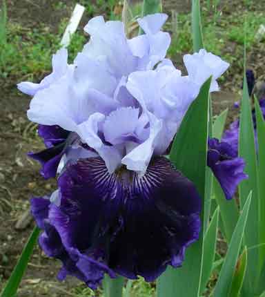 Aluetian Island TB Iris 