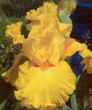 TB Iris Amerillo Frills