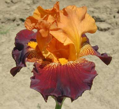 TB Iris Amarillo Frills