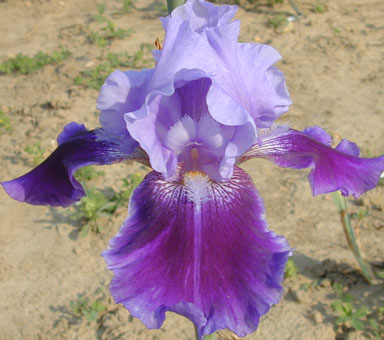 ancaster Blue Ruffles TB Iris chapmaniris.com
