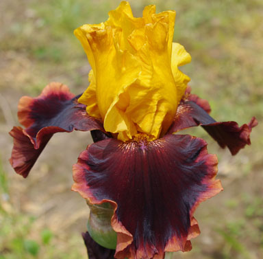 ancient Echos TB Iris chapmaniris.com