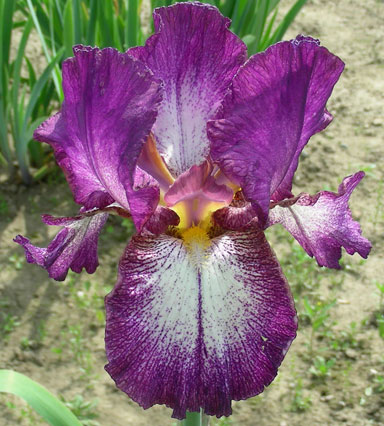 Autumn Encore TB Iris chapmaniris.com