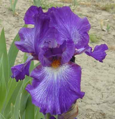 Backwater Blues TB Iris