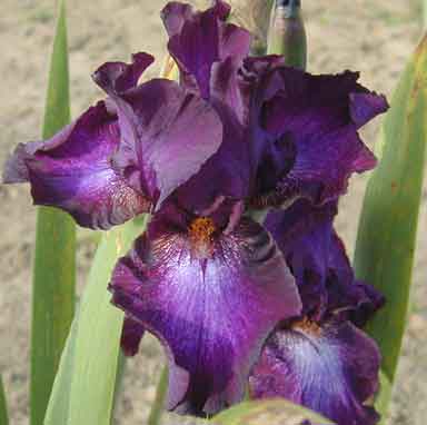 Baltic Star TB Iris 