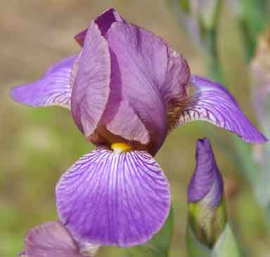 Bangles MTB Iris