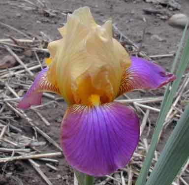Ben A Factor MTB Iris