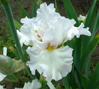 TB Iris Blanket Of snow