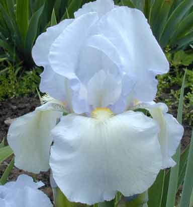 Blue Moonlight TB Iris 
