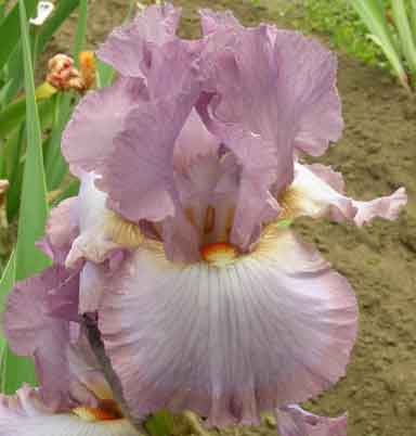 Blue Persuasion TB Iris