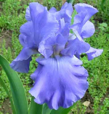 blue Temptation TB Iris