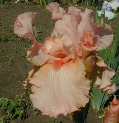 TB Iris Blushing Kiss