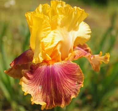 Bottle Rocket TB Iris 
