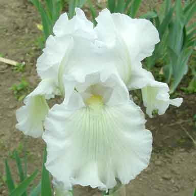 Bridge In Time TB Iris 