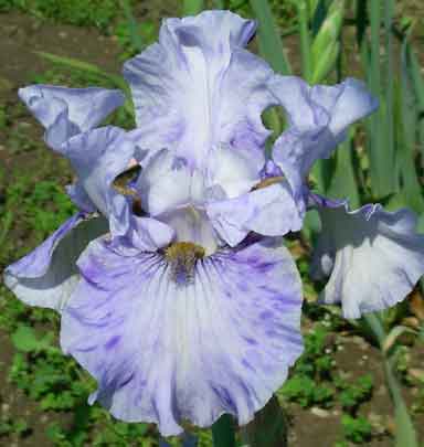 Broken Pattern TB Iris