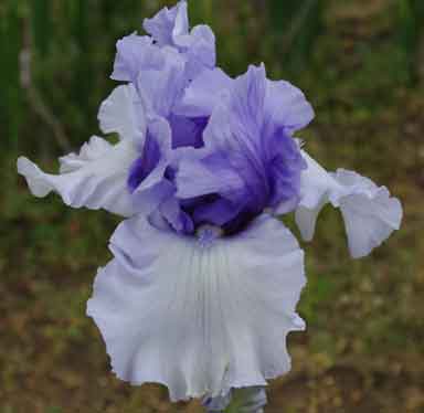 Brussels TB Iris