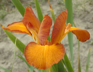 Butterscotch Queen Spuria Iris chapmaniris.com