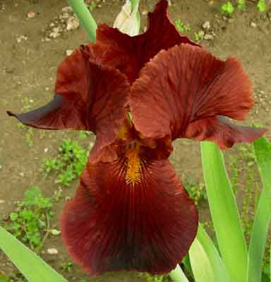 Caliente TB Iris