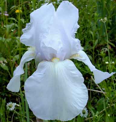 Canadian Northland TB Iris