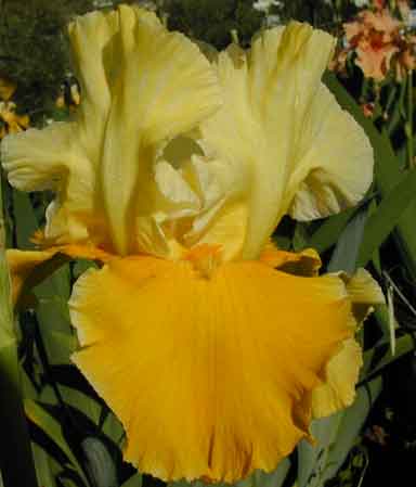 Canary Delight TB Iris 