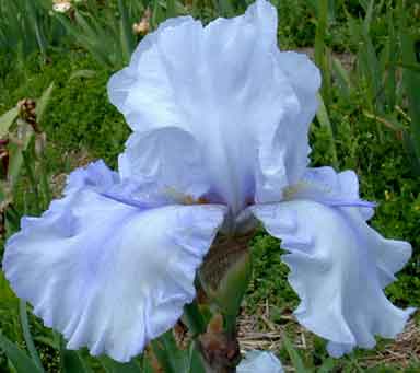 Canaveral TB Iris