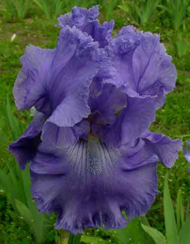 Cape Perpetua TB Iris 