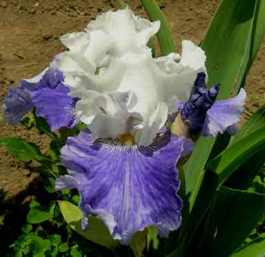 Cascadian Rhythm TB Iris 