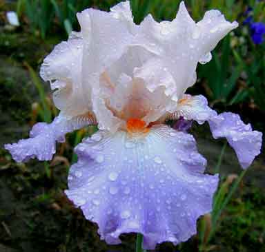 Celebration Song TB Iris 