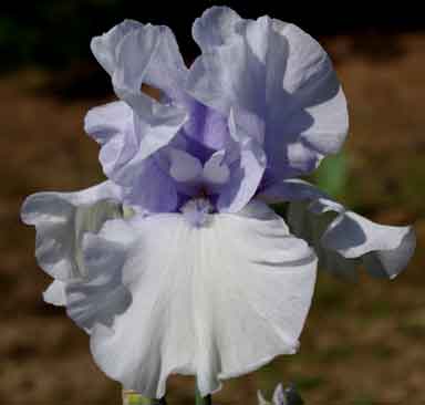 Charlie's Cloud TB Iris 