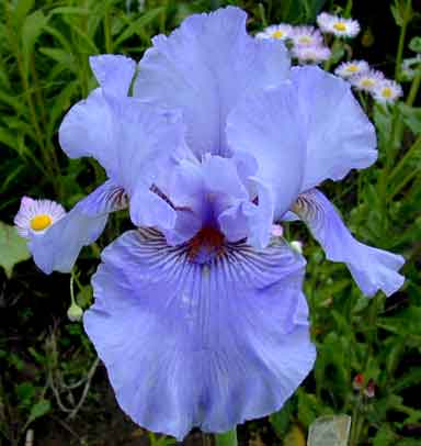 Charm city Choice TB Iris