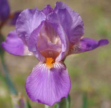 Cheerful Doll MTB Iris