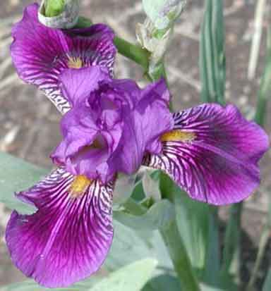 Cherry Berry MTB Iris
