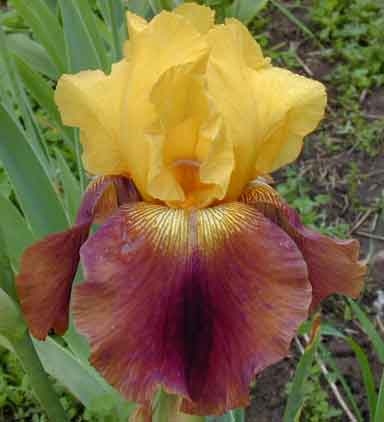 cheshire Cat TB Iris 
