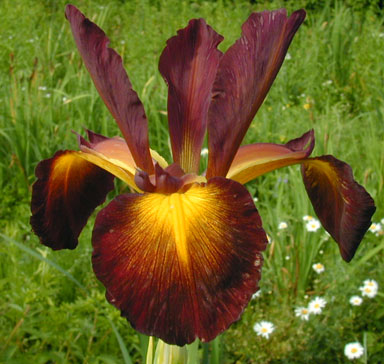 cinnabar Red Spuria Iris  chapmaniris.com