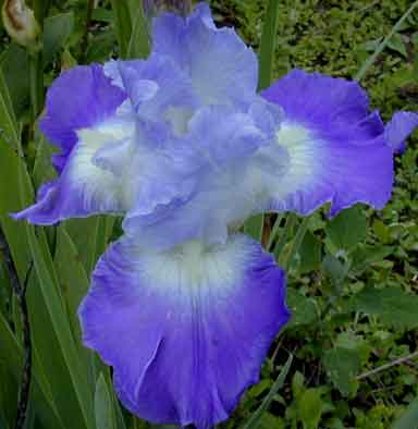 clarence TB Iris