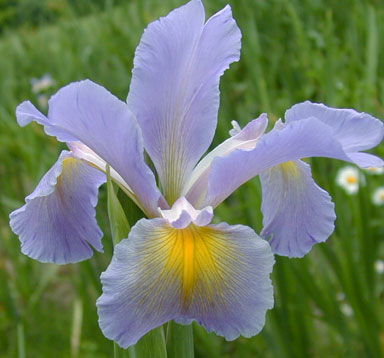 Clarke Cosgrove Spuria Iris chapmaniris.com