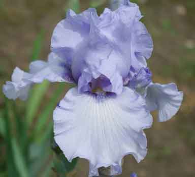 Clear Morning Sky TB Iris
