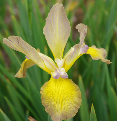 Connoiseur Spuria Iris chapmaniris.com