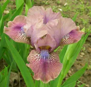 SDB Iris Curious Orchid