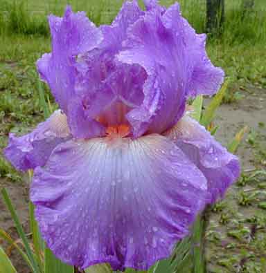 Designing woman TB Iris