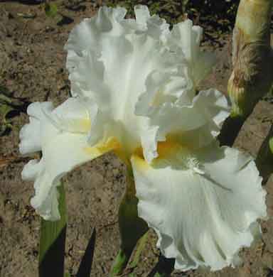Devonshire Cream TB Iris 