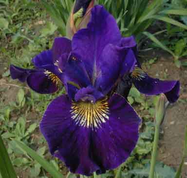 Siberian Iris Dirigo Black Velvet