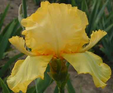 Double Trouble TB Iris 