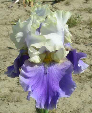 Dream Of You TB Iris 
