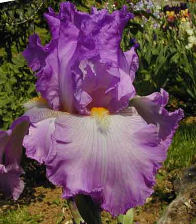 TB Iris Dreamwalker