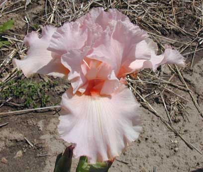 Dreamsicle TB Iris 