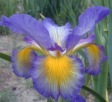Dress Circle Spuria Iris chpmaniris.com