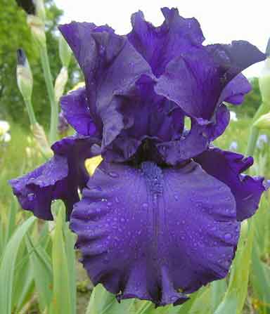 Dusky Challenger TB Iris 