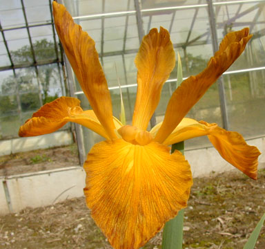 Eagle Spuria Iris chapmaniris.com